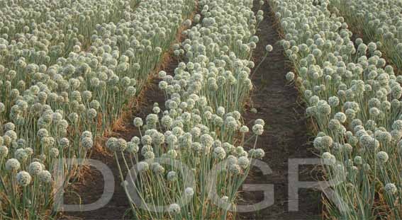 Onion seed production field